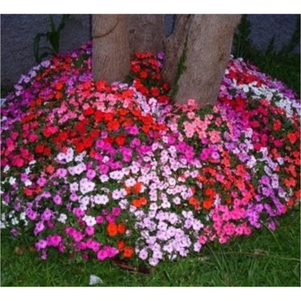 PROMOÇÃO 100 Sementes Impatiens Anã Mix - Maria Sem Vergonha Premium + MANUAL DE CULTIVO